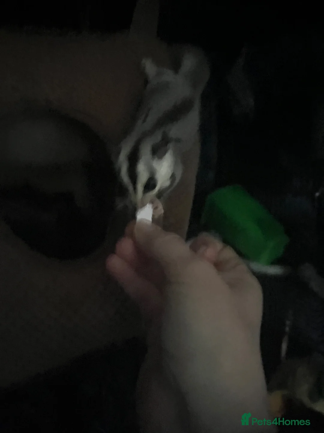 Sugar Glider rodents for sale: White Face 12 week old boys Ready to leave  - Advert 15