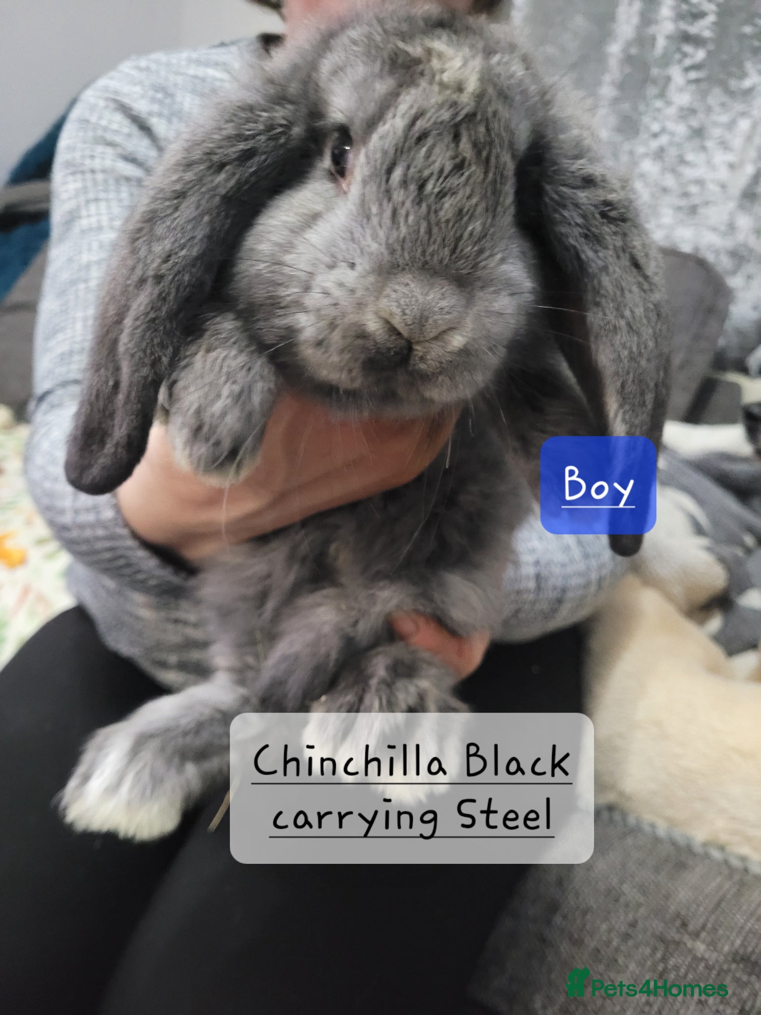 French Lop rabbits Pure Bred French Lop babies - Advert 2