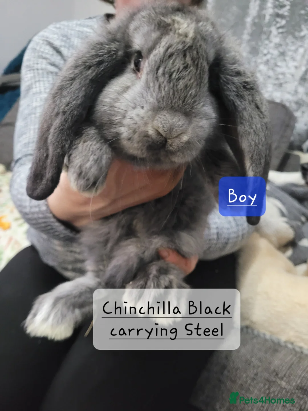 French Lop rabbits for sale: Pure Bred French Lop babies - Advert 2