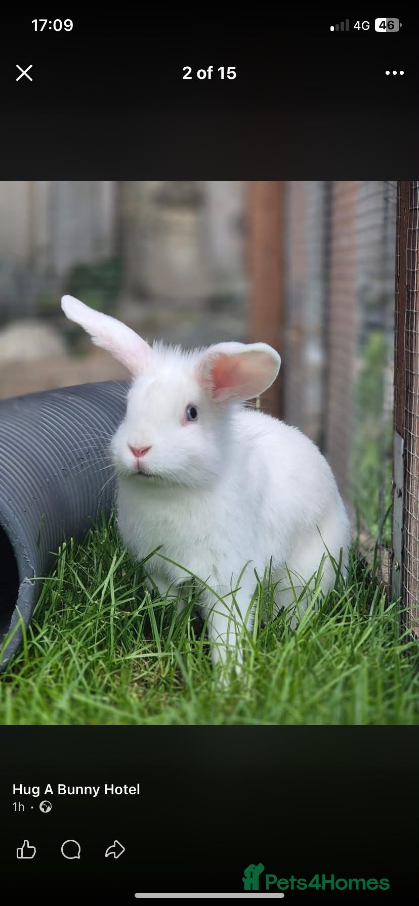 Mixed Breed rabbits Aurora vaccinated neutered - Advert 3