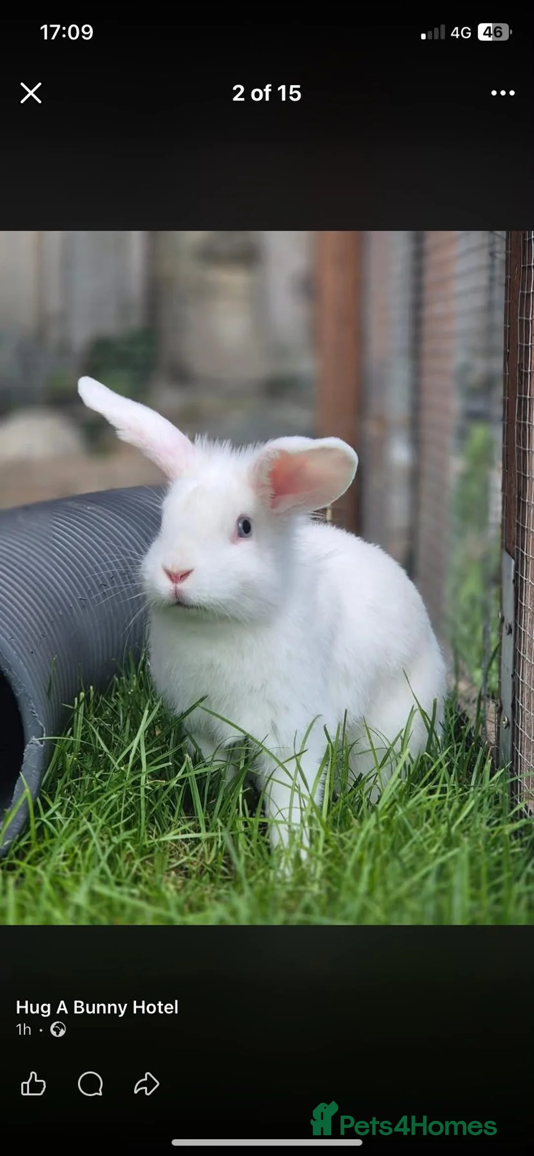 Mixed Breed rabbits for sale: Aurora vaccinated neutered - Advert 1