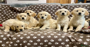 Golden Retriever dogs - Advert 13