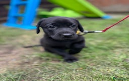 Labrador Retriever dogs for sale: KC registered Labrador retrievers for sale  - Image 14
