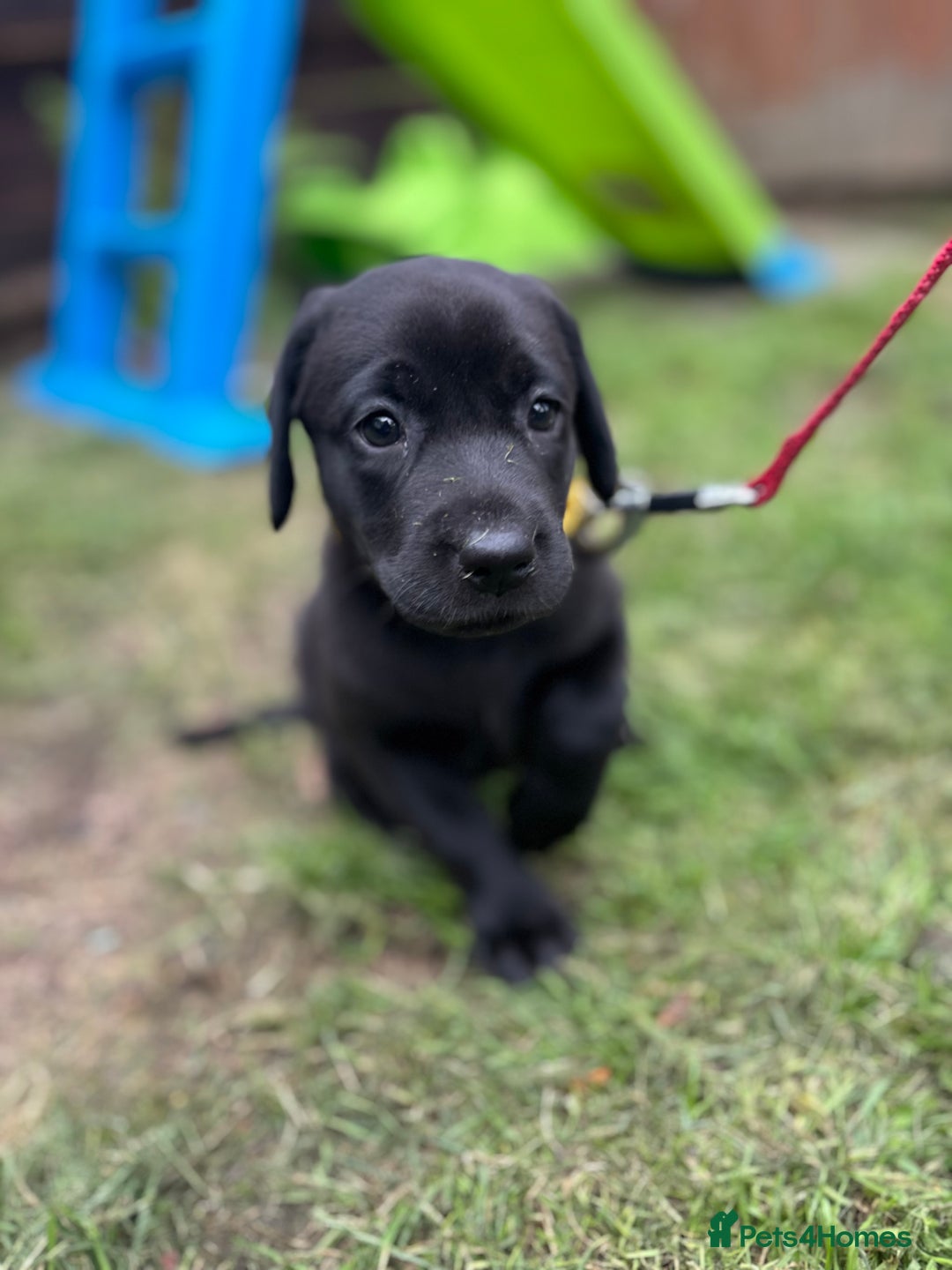 Labrador Retriever dogs for sale: KC registered Labrador retrievers for sale  - Image 14