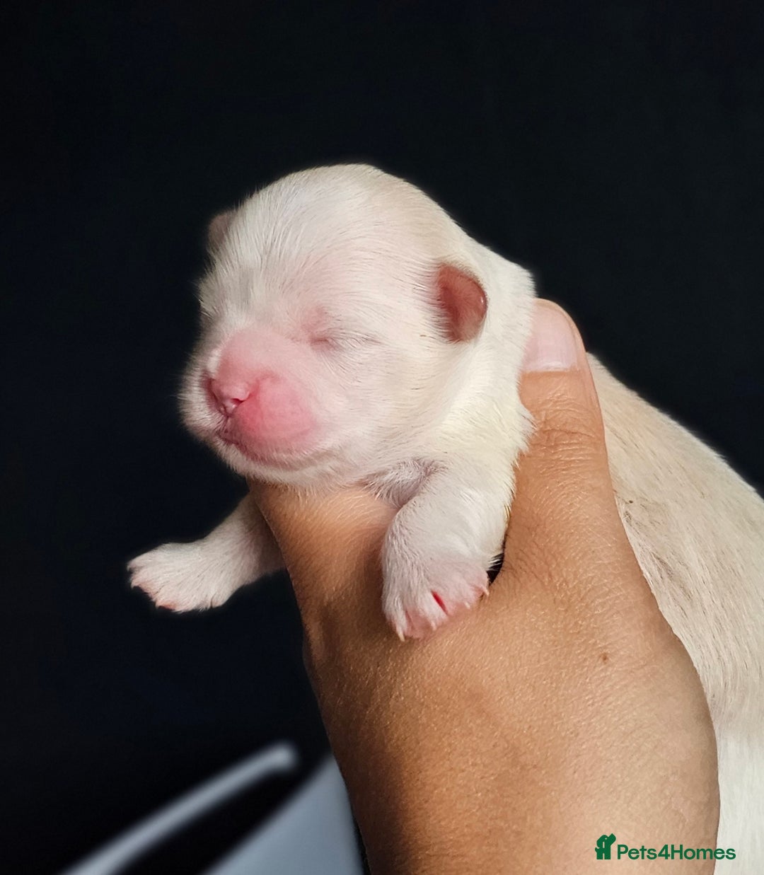 Shih Tzu dogs for sale: Beautiful Shih Tzu Puppies  - Image 7