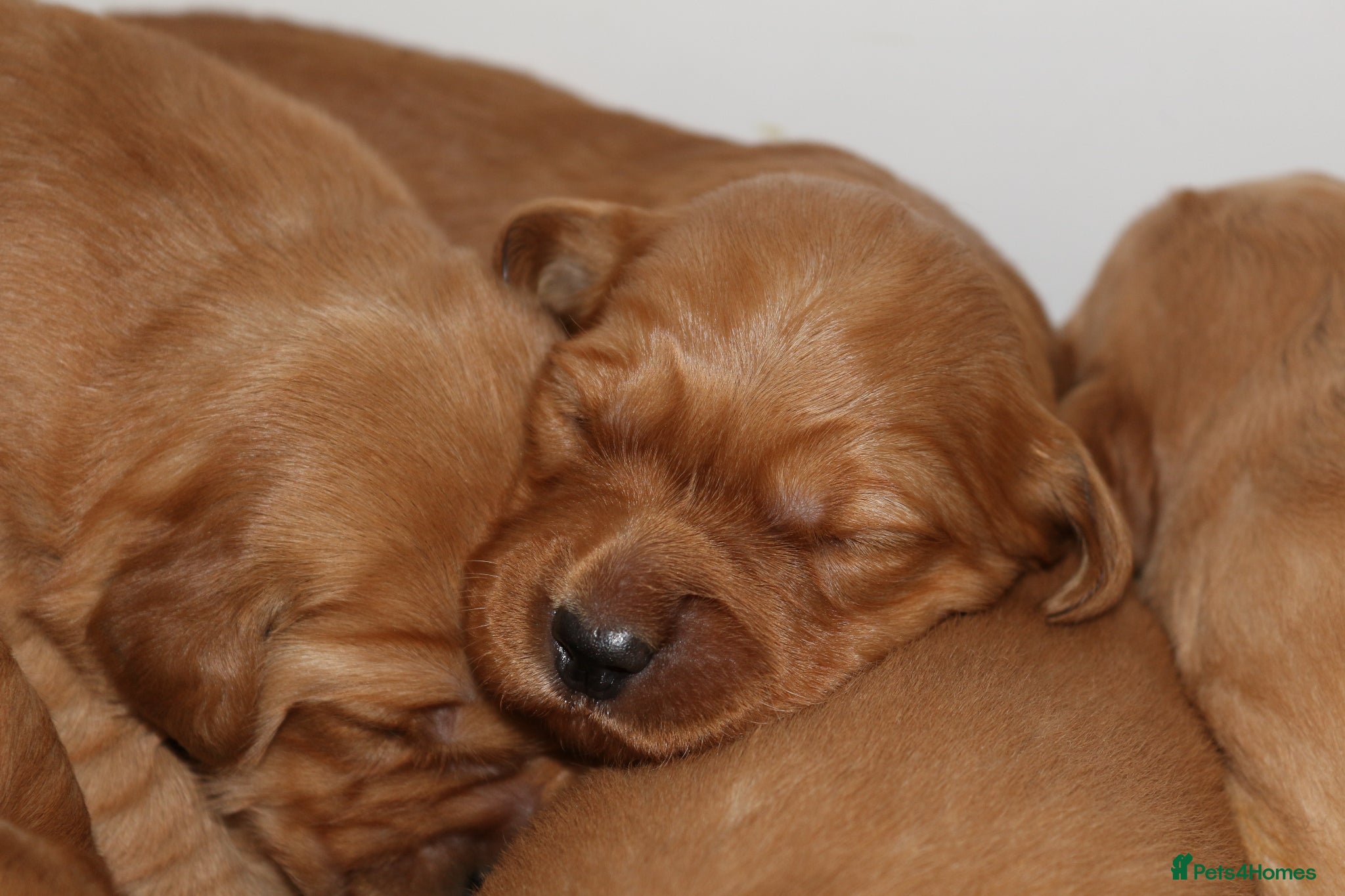 Golden Retriever dogs KC Registered Working Golden Retriever Puppies - Advert 1