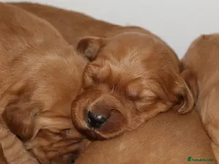 Golden Retriever dogs KC Registered Working Golden Retriever Puppies - Advert 1