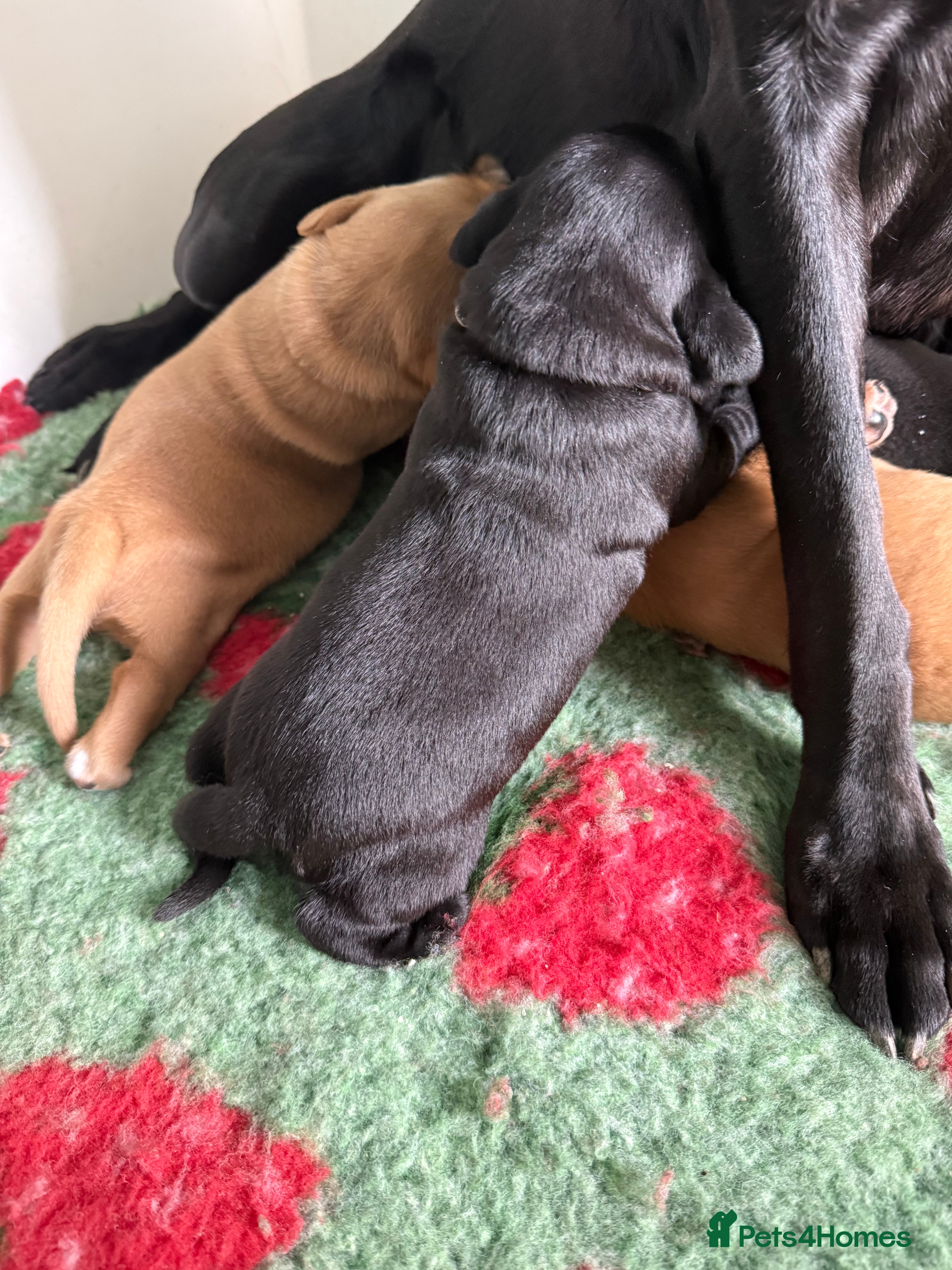 Labrador Retriever dogs Fully health tested labrador puppies  - Advert 2