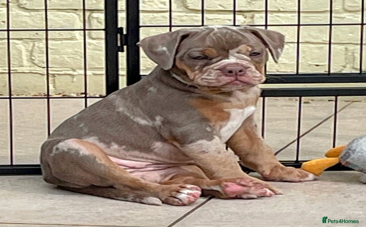 Olde English Bulldogge dogs - Advert 1