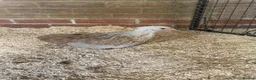 Chickens poultry for sale: Silver partridge Pekin hens  - Advert 2