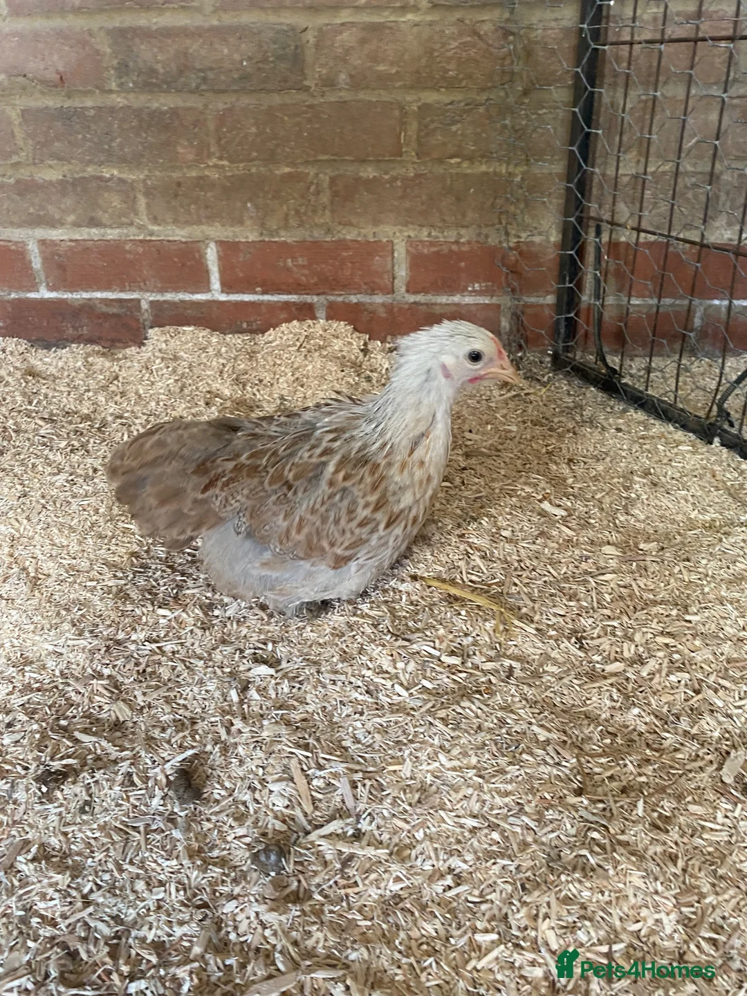 Chickens poultry for sale: Silver partridge Pekin hens  - Advert 2