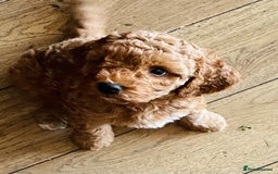 Mixed Breed dogs for sale: Out standing Labradoodle from a loving home  - Image 11