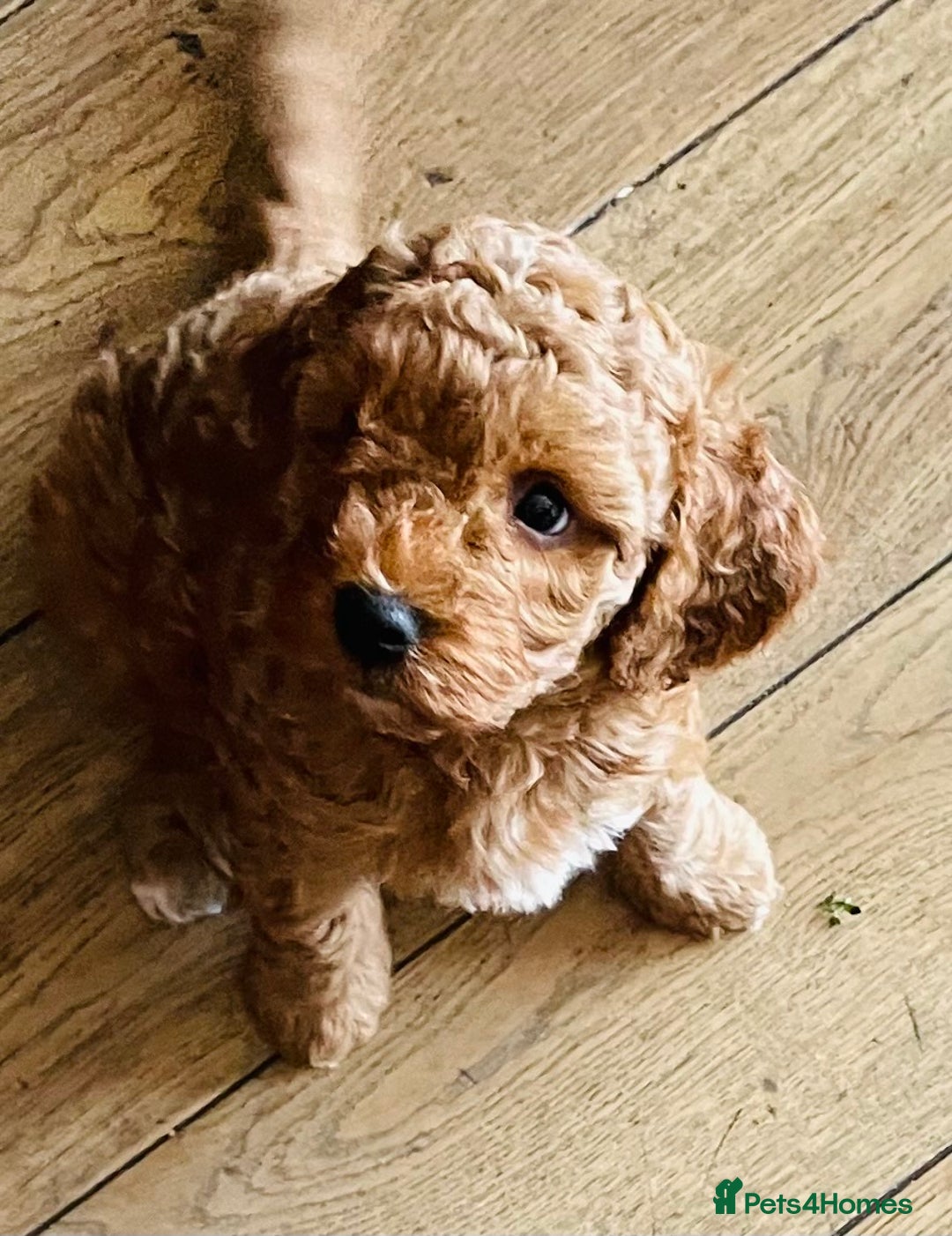 Mixed Breed dogs for sale: Out standing Labradoodle from a loving home  - Image 11