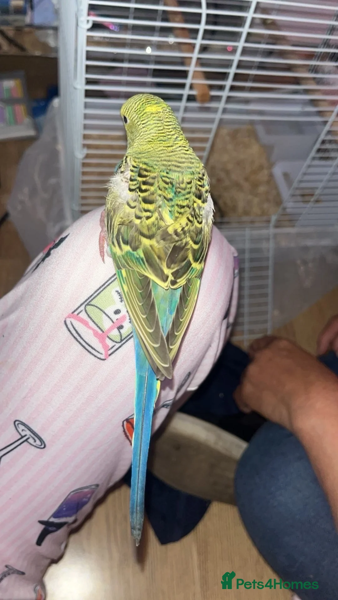 Budgerigars birds for sale: budgie for sale please read description  - Advert 1
