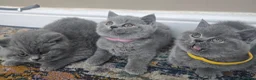 British Shorthair cats for sale: Chunky British shorthair  - Advert 6