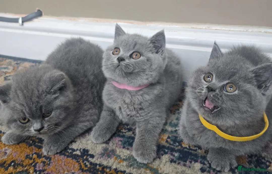 British Shorthair cats for sale: Chunky British shorthair  - Advert 6