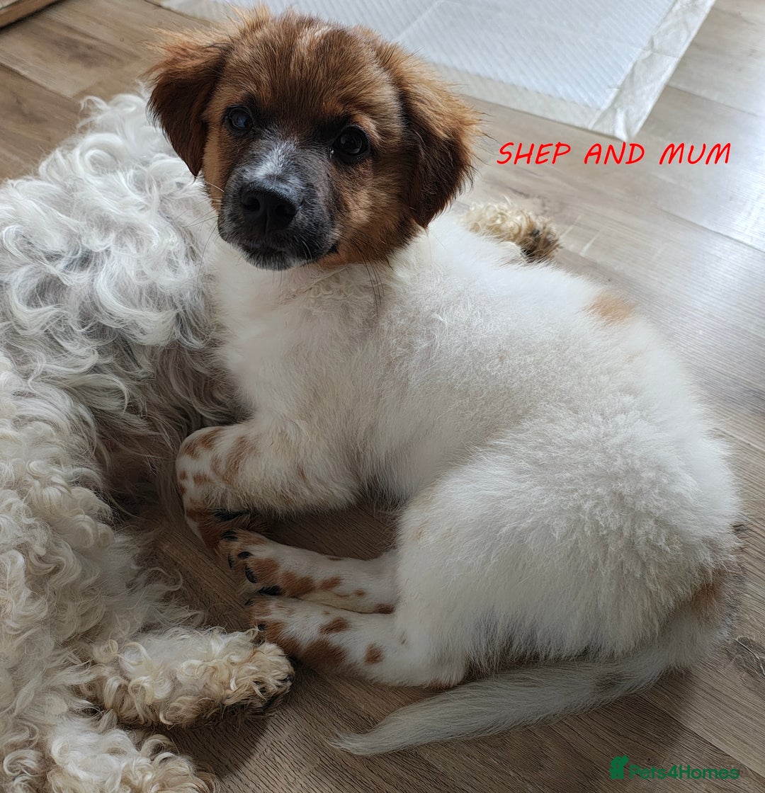 Jack Russell dogs for sale: JACK RUSSEL X PUPPIES ONLY 1 LEFT - Image 14