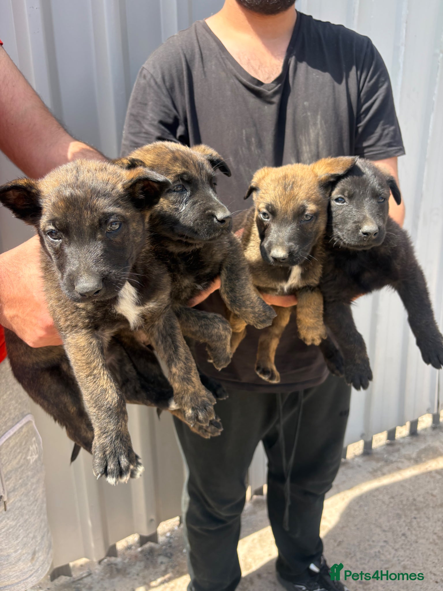 Belgian Shepherd Dog dogs for sale: Chunky WORKING LINE BELGIAN MALINOIS PUPPYS - Advert 1