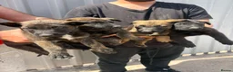 Belgian Shepherd Dog dogs for sale: Chunky WORKING LINE BELGIAN MALINOIS PUPPYS - Advert 1