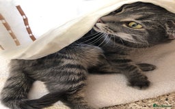 Domestic Shorthair cats for sale: Tabby Cat -FREE TO GOOD HOME - Image 7