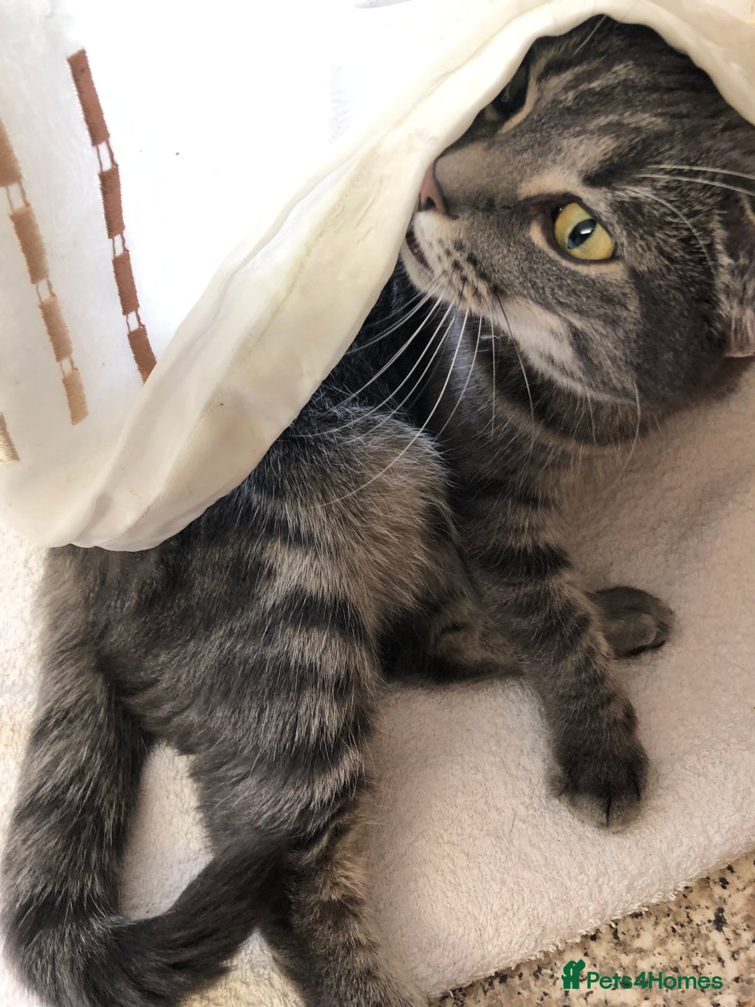 Domestic Shorthair cats for sale: Tabby Cat -FREE TO GOOD HOME - Image 7