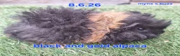 Guinea Pig rodents for sale: Fluffy baby boy male guinea pigs - Advert 4