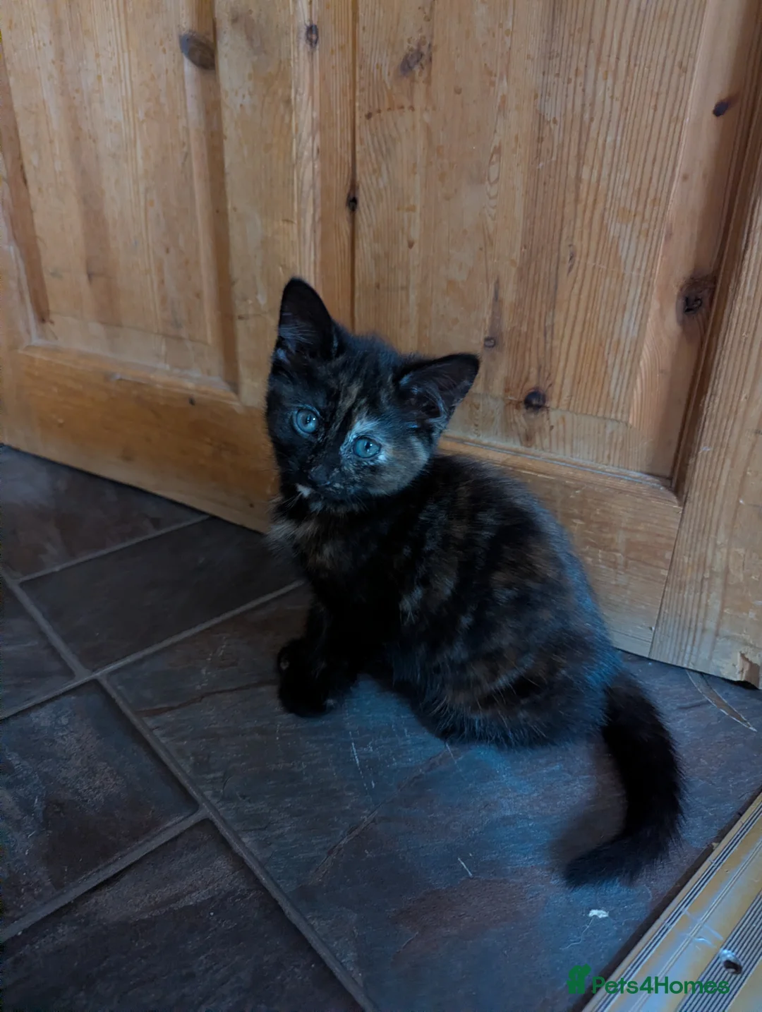 Mixed Breed cats for sale: Ginger kittens, torti and tabby in Brandon - Advert 14