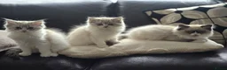 Ragdoll cats for sale: Tica Pedigree Ragdolld in Dalkeith - Advert 8