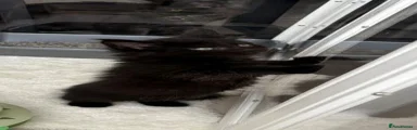 Maine Coon 1
