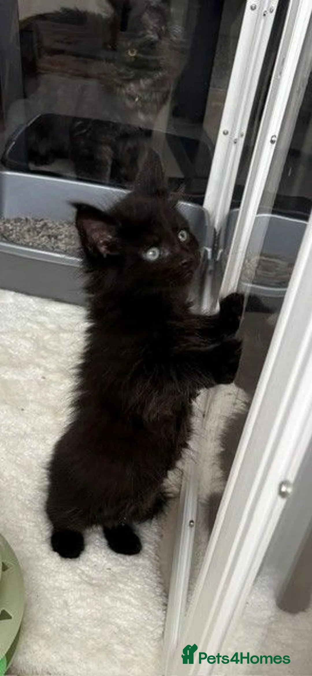 Maine Coon cats for sale: Black solid boy - Advert 2