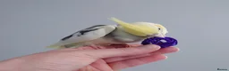 Cockatiels birds for sale: Hand reread silly tame DNA sexed baby cockatiels  - Advert 10