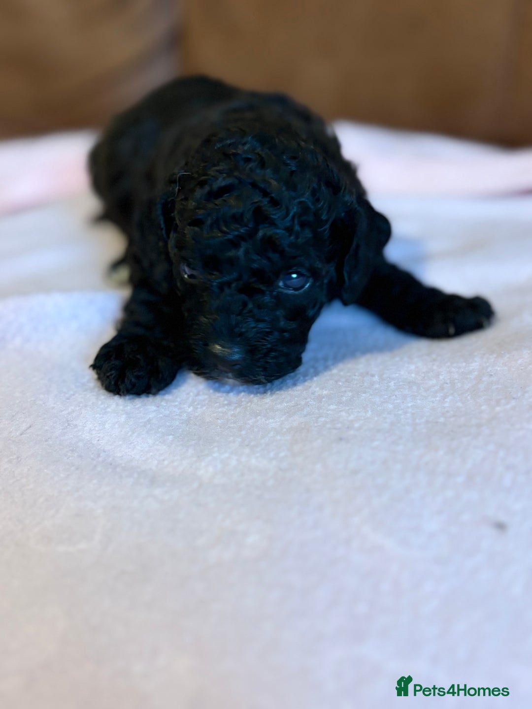 Toy Poodle dogs for sale: Toy poodle - Advert 6