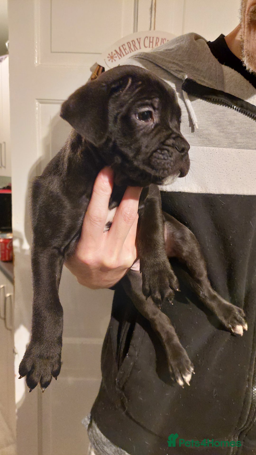 Mixed Breed dogs for sale: Cane Corso cross American bulldog puppy's  - Advert 13
