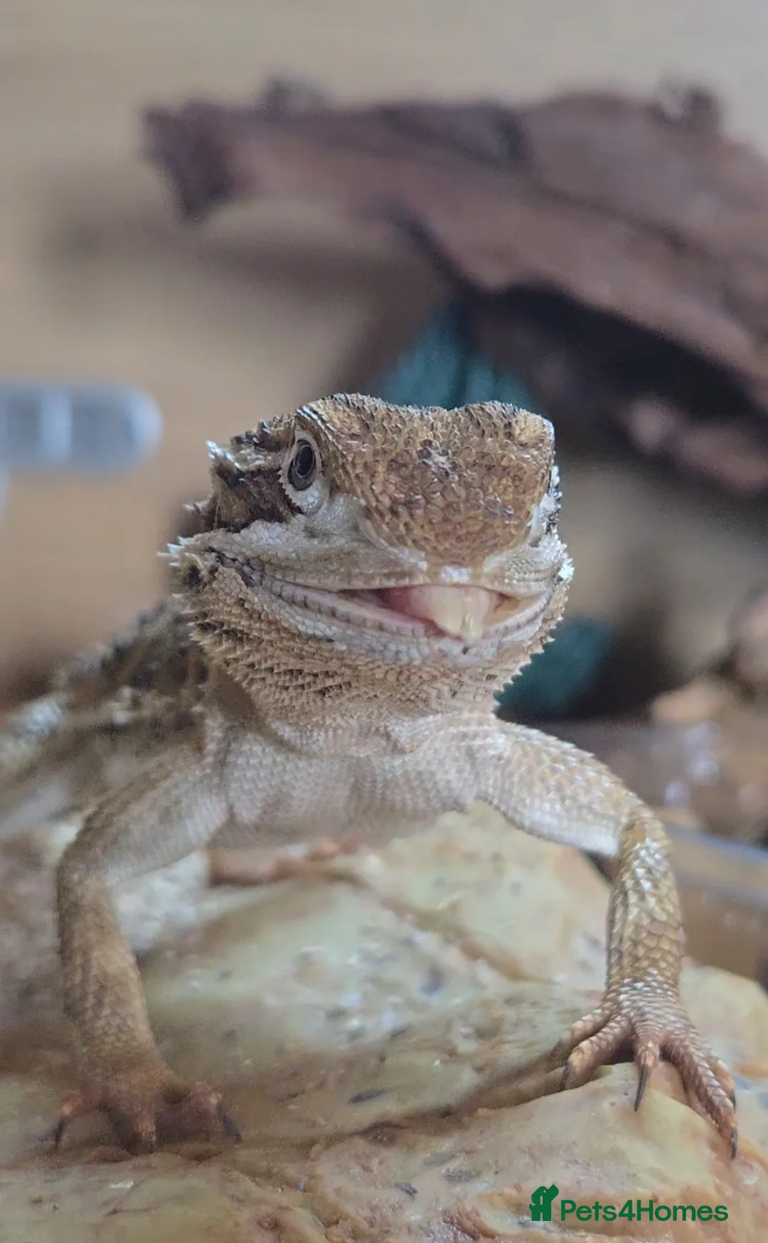 Bearded Dragon reptiles for sale: Bearded dragon + vivarium for sale. in Kington - Advert 2