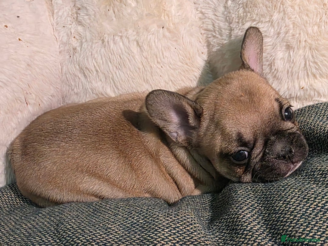 French Bulldog dogs for sale: Beautiful French bulldog  - Advert 19