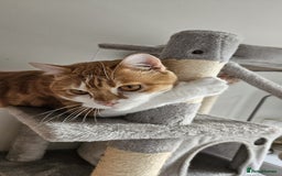 Mixed Breed cats for adoption: Male Rescue Cat for Indoor Adoption - Image 5