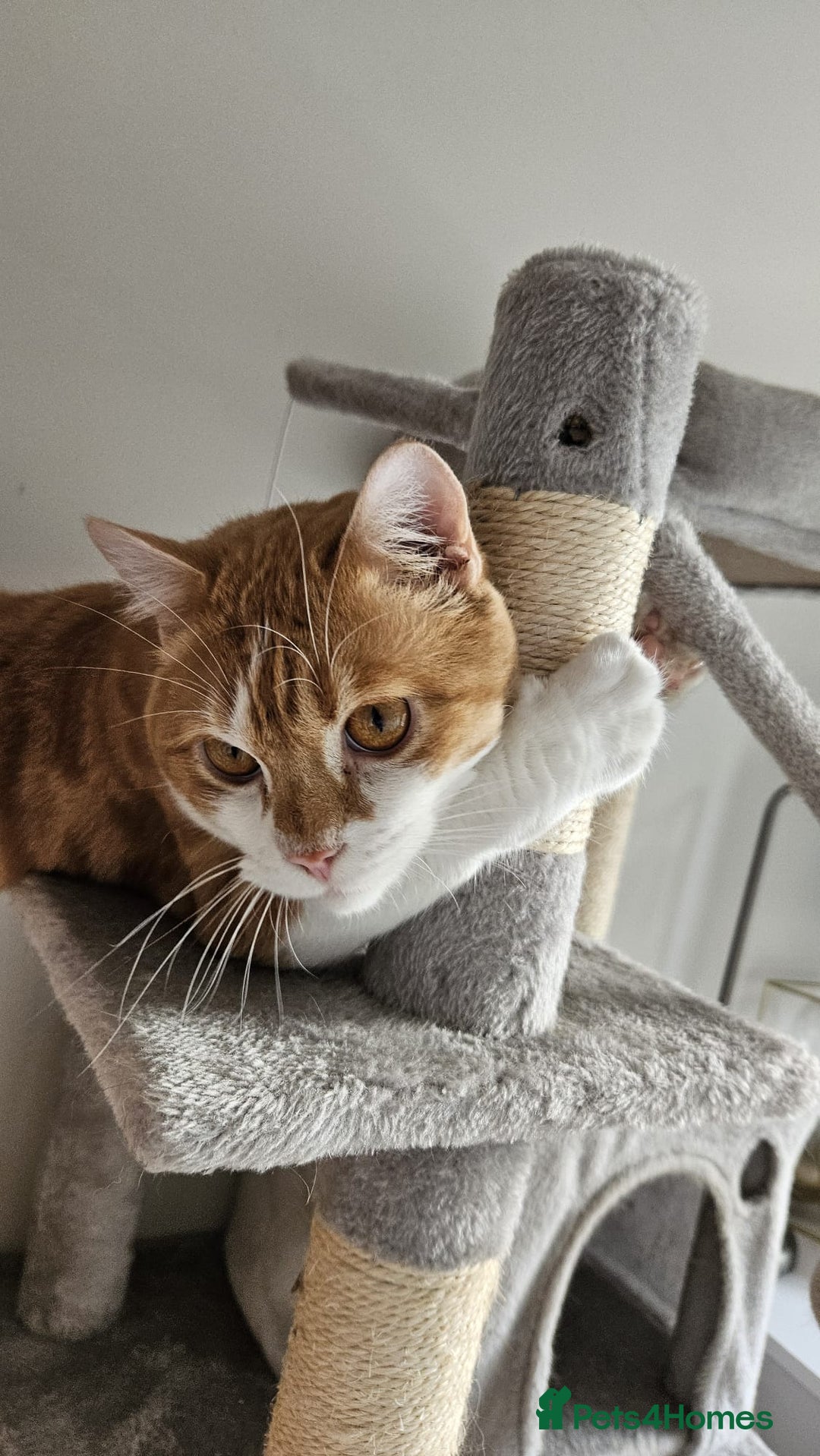 Mixed Breed cats for adoption: Male Rescue Cat for Indoor Adoption - Image 5