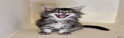 Maine Coon cats for sale: Pure Breed Maine Coon -LAST ONE - Advert 5