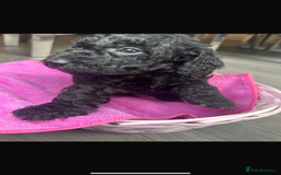 Cockapoo dogs for sale: 7 F1b Cockapoos  - Image 4