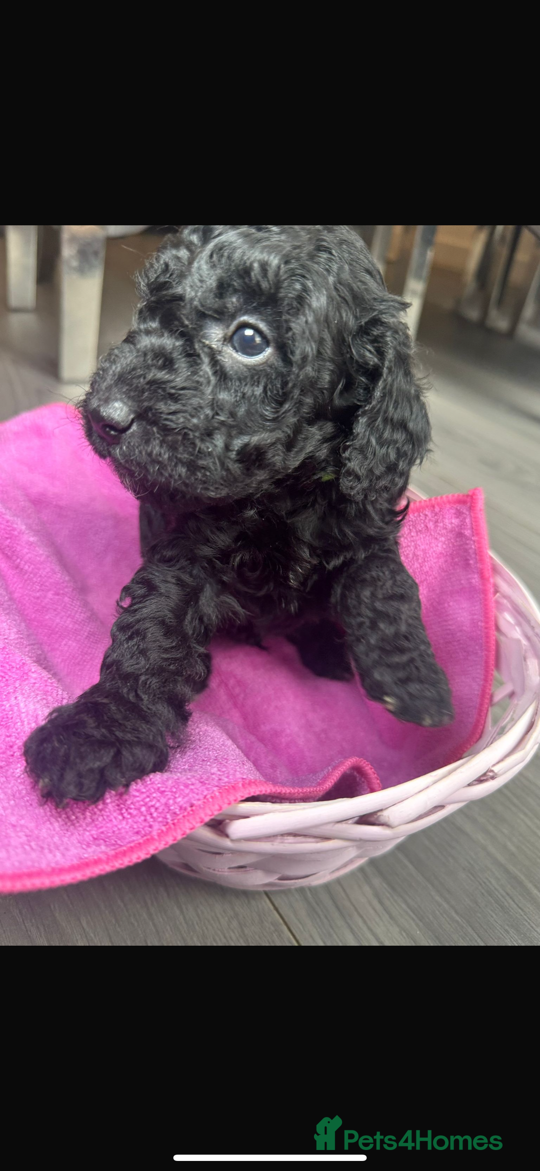 Cockapoo dogs for sale: 7 F1b Cockapoos  - Image 4