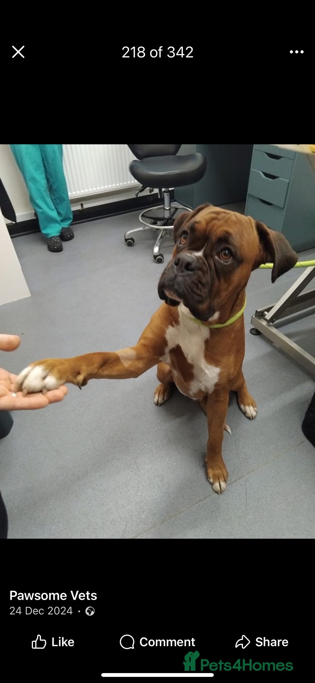 Mixed Breed dogs for sale: 🤩 mum kc boxer dad mini boxer 5 pups rare 🤩 - Advert 5