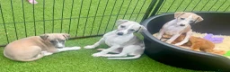 Whippet dogs for sale: Beautiful whippet babies! in Ashton-under-Lyne - Advert 11