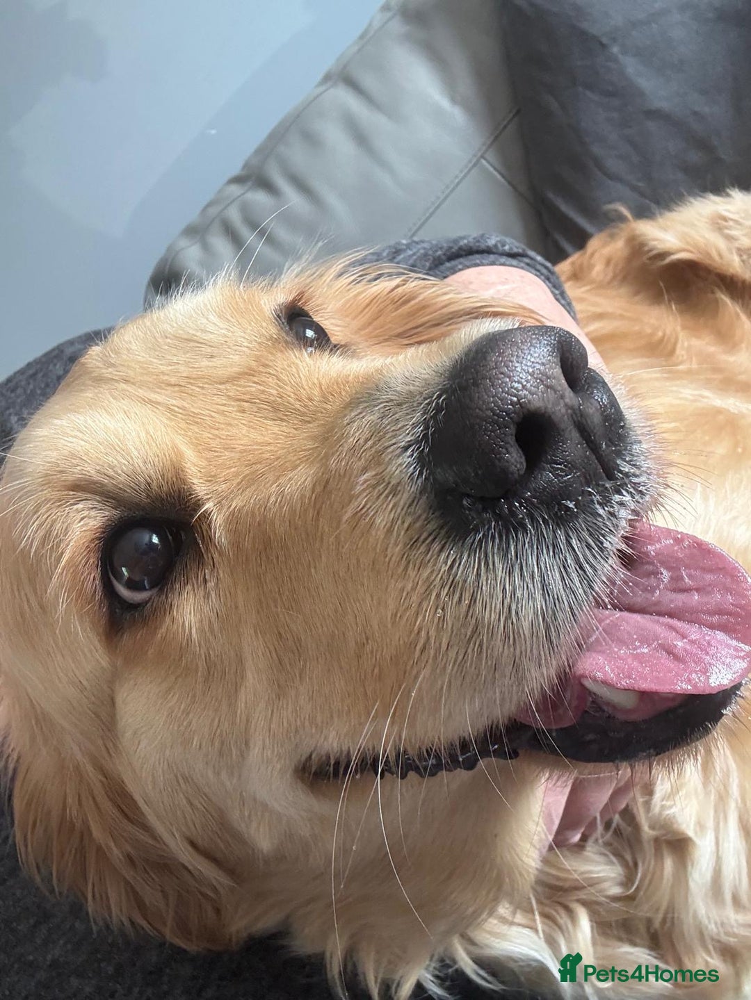 Golden Retriever dogs for sale: Golden Retriever pups - Image 7