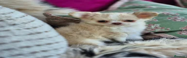 Chihuahua 1