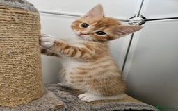 Mixed Breed cats for sale: Lovely kittens for sale  - Image 9