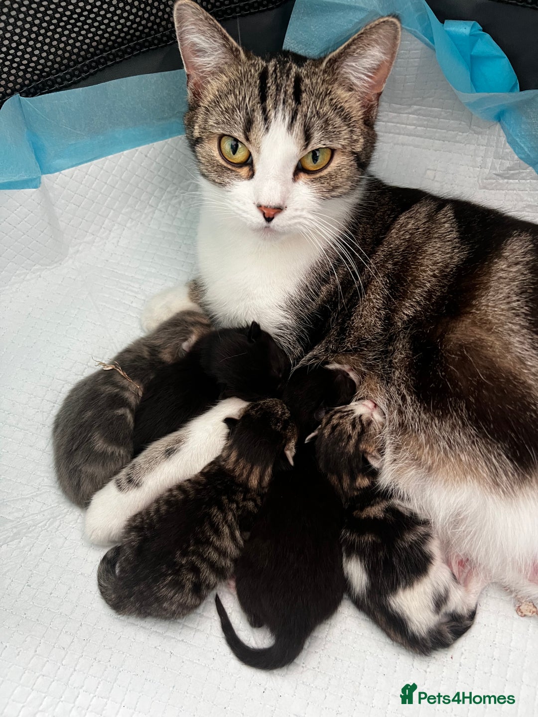 American Shorthair cats for sale: Adorable Tabby Kittens – Ready for Forever Homes - Advert 25