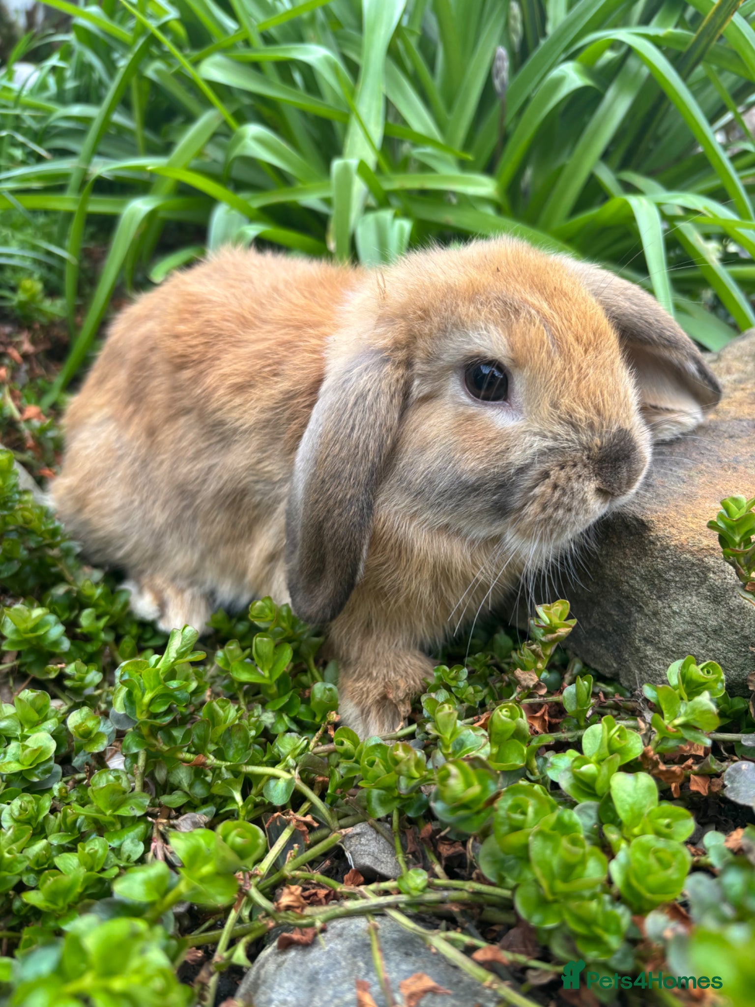 Mixed Breed rabbits 8 week old ginger lop / brown lop dwarf cross - Advert 5