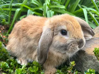 Mixed Breed rabbits 8 week old ginger lop / brown lop dwarf cross - Advert 5