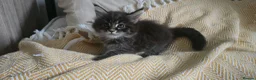 Maine Coon cats for sale: Maine coon kittens - Advert 7