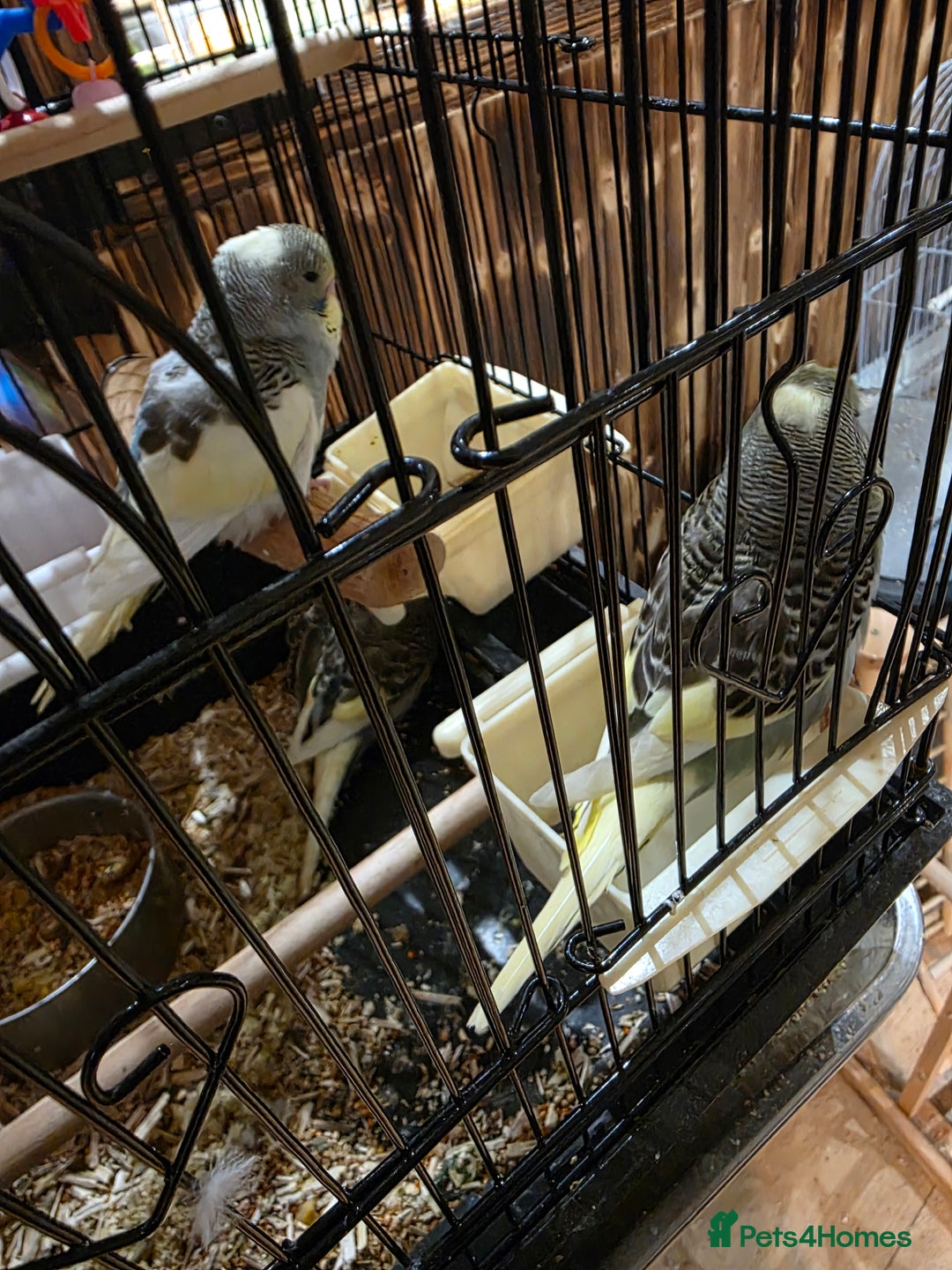 Budgerigars birds for sale: Baby budgies ready  - Advert 2